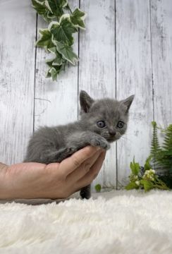 ブリティッシュショートヘア【静岡県・女の子・2021年4月20日・ブルー】の写真「手のひらサイズの小さな女の子です♪」