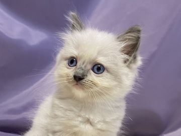 ラグドール【静岡県・女の子・2021年7月24日・ブルーポイントミデット】の写真「❤ブルーの瞳が美しい女の子です❤️」