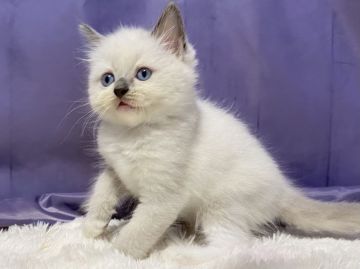 ラグドール【静岡県・男の子・2021年7月24日・ブルーポイントミデット】の写真「❤ブルーの瞳が美しい男の子です❤️」