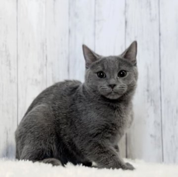 シャルトリュー【静岡県・男の子・2023年3月1日・ブルー】の写真「❤️クリクリのおめめがチャームポイント❤️」