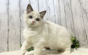 ラグドール【静岡県・男の子・2021年10月24日・ブルーポイントバイカラー】の写真「ママはACCチャンピオンの美人ママ❤️お値段変更」