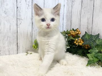 ラグドール【静岡県・女の子・2021年8月1日・ブルーポイントバイカラー】の写真「❤クリクリの青い瞳の女の子❤️」