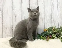 ブリティッシュショートヘア【静岡県・男の子・2021年3月19日・ブルー】の写真1