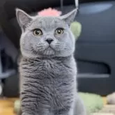 ブリティッシュショートヘア【静岡県・男の子・2023年8月8日・ブルー】の写真1