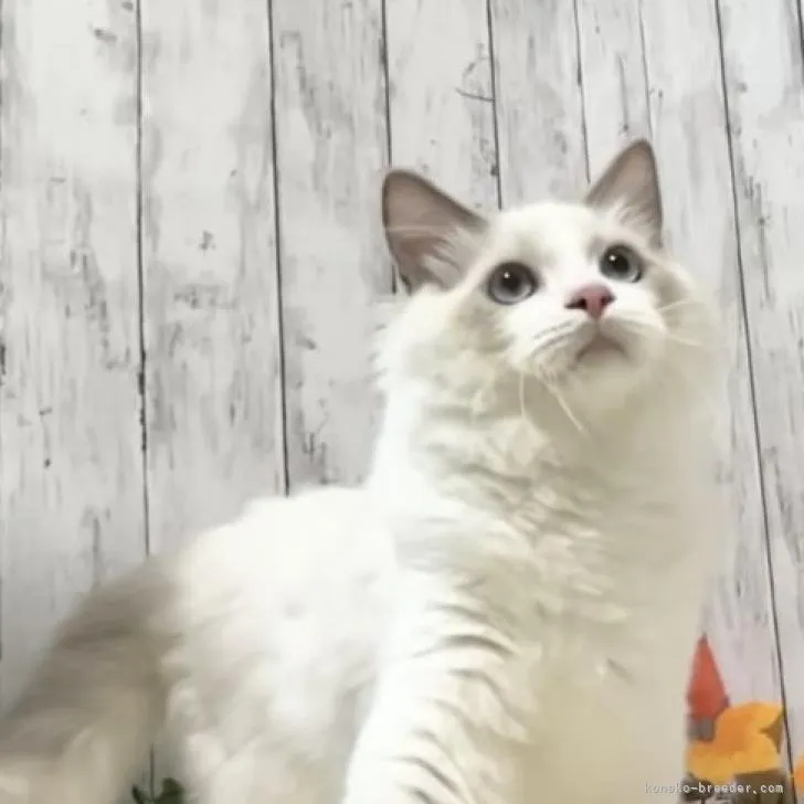 ID:2206-00789の子猫