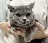 ブリティッシュショートヘア【静岡県・男の子・2024年4月7日・ブルー】の写真2