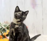 スコティッシュフォールド(立ち耳)【静岡県・女の子・2022年9月7日・トーティシェル】の写真3