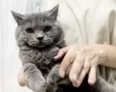 ブリティッシュショートヘア【静岡県・男の子・2024年4月7日・ブルー】の写真4