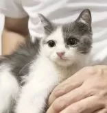 スコティッシュフォールド(立ち耳)【静岡県・男の子・2024年4月17日・ブルー&ホワイト】の写真5