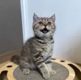 ブリティッシュショートヘア【静岡県・女の子・2025年4月27日・ブラウンタビー】の写真4