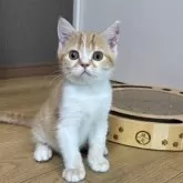 ブリティッシュショートヘア【静岡県・男の子・2025年5月3日・レッドタビー&ホワイト】の写真4