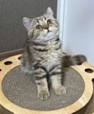 ブリティッシュショートヘア【静岡県・女の子・2025年4月27日・ブラウンタビー】の写真6