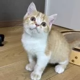 ブリティッシュショートヘア【静岡県・男の子・2025年5月3日・レッドタビー&ホワイト】の写真6