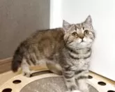 ブリティッシュショートヘア【静岡県・女の子・2025年4月27日・ブラウンタビー】の写真10