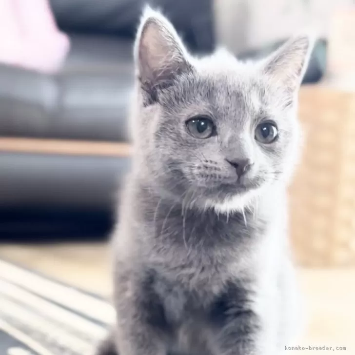 ID:2506-02965の子猫