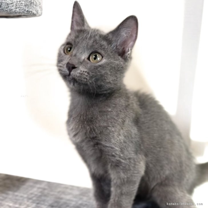 ブリーダー画像