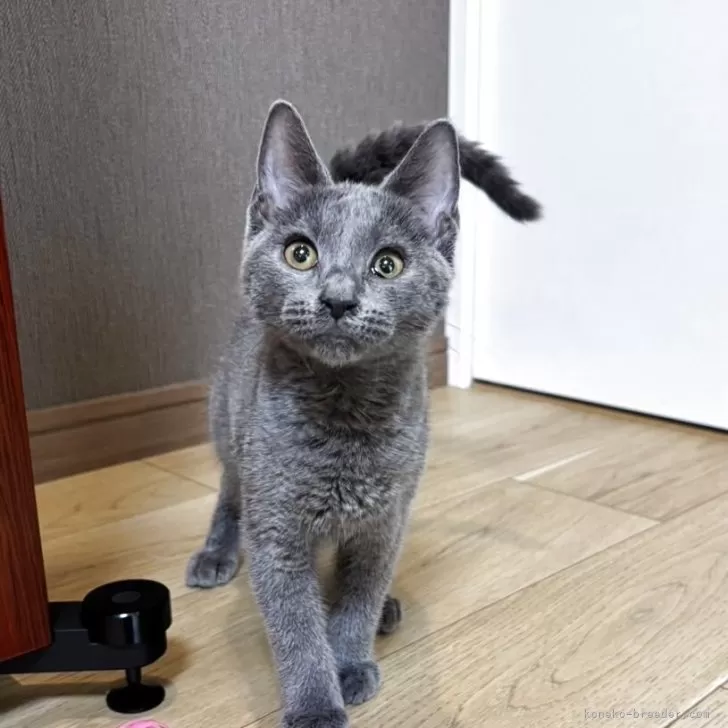 ID：2508-01936の子猫