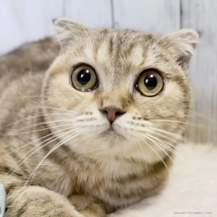 スコティッシュフォールド(折れ耳)【静岡県・女の子・2024年10月20日・ブラウンパッチドタビー】の写真1