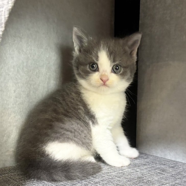 ブリーダー画像