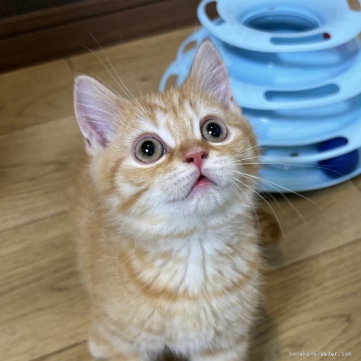 ブリーダー画像