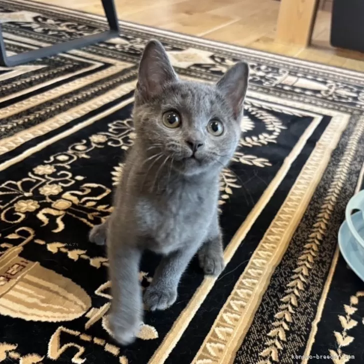 ID：2509-02745の子猫