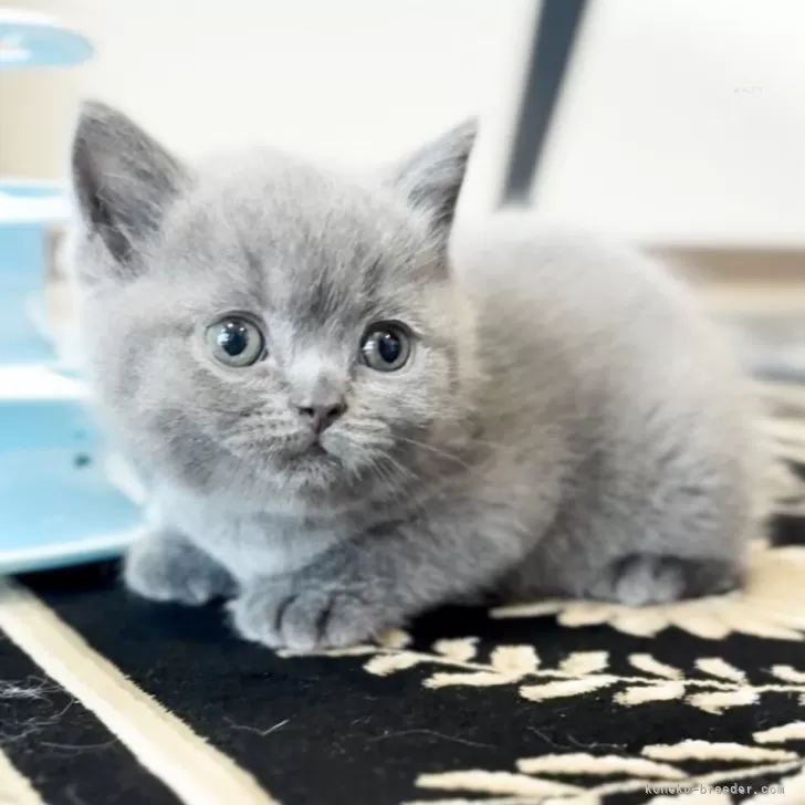 ID：2506-02610の子猫