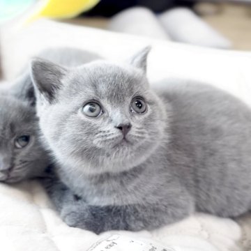 ブリティッシュショートヘア【静岡県・男の子・2025年5月6日・ブルー】の写真「💕可愛い丸顔の男の子💕」