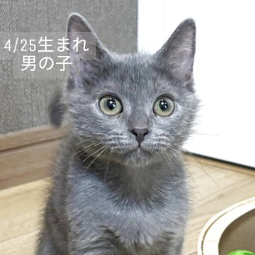 シャルトリュー【静岡県・男の子・2025年4月25日・ブルー】の写真「💕可愛い男の子💕」