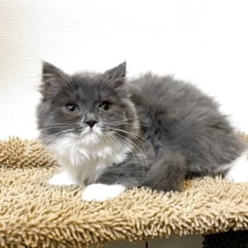 ブリティッシュショートヘア【静岡県・女の子・2025年9月10日・ブルー&ホワイト（ロングヘア）】の写真「❤️年末年始🎍特別価格にてご案内中❤️」