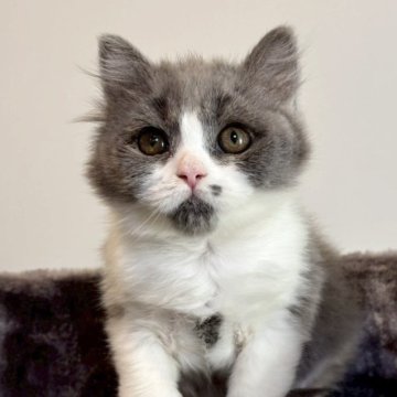 ブリティッシュロングヘア【静岡県・女の子・2025年9月1日・ブルー&ホワイト】の写真「💕上品なブリティッシュロングヘアの女の子💕」