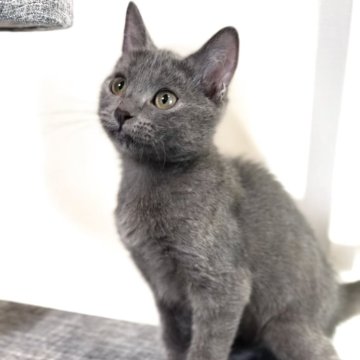 シャルトリュー【静岡県・男の子・2025年4月25日・ブルー】の写真「💕可愛い男の子💕」