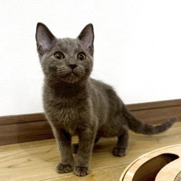 シャルトリュー【静岡県・男の子・2025年8月10日・ブルー】の写真「❤️キリッとしたお顔のイケメンくん❤️」