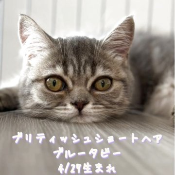 ブリティッシュショートヘア【静岡県・男の子・2025年4月27日・ブルータビー】の写真「💕まぁるいお顔の男の子💕」