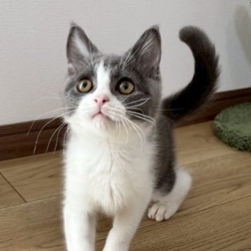 ブリティッシュショートヘア【静岡県・男の子・2025年9月1日・ブルー&ホワイト】の写真「💕遊ぶのが大好き元気な男の子💕」