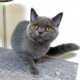 ブリティッシュショートヘア