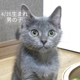 シャルトリュー