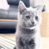 シャルトリュー