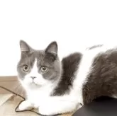 ブリティッシュショートヘア