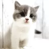 ブリティッシュショートヘア