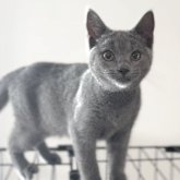 シャルトリュー