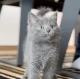 シャルトリュー