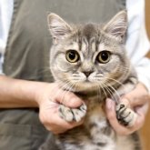 ブリティッシュショートヘア