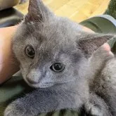 シャルトリュー