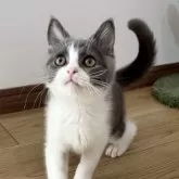 ブリティッシュショートヘア