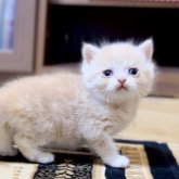 ブリティッシュショートヘア