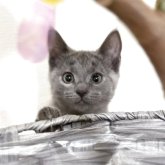 シャルトリュー
