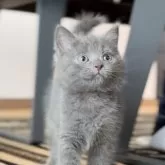 シャルトリュー