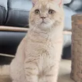 ブリティッシュショートヘア