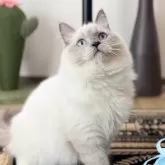 ブリティッシュショートヘア