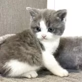 ブリティッシュショートヘア【静岡県・女の子・2025年9月26日・ブルー】の写真2